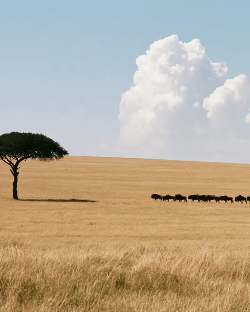 Masai Mara, Kenya
