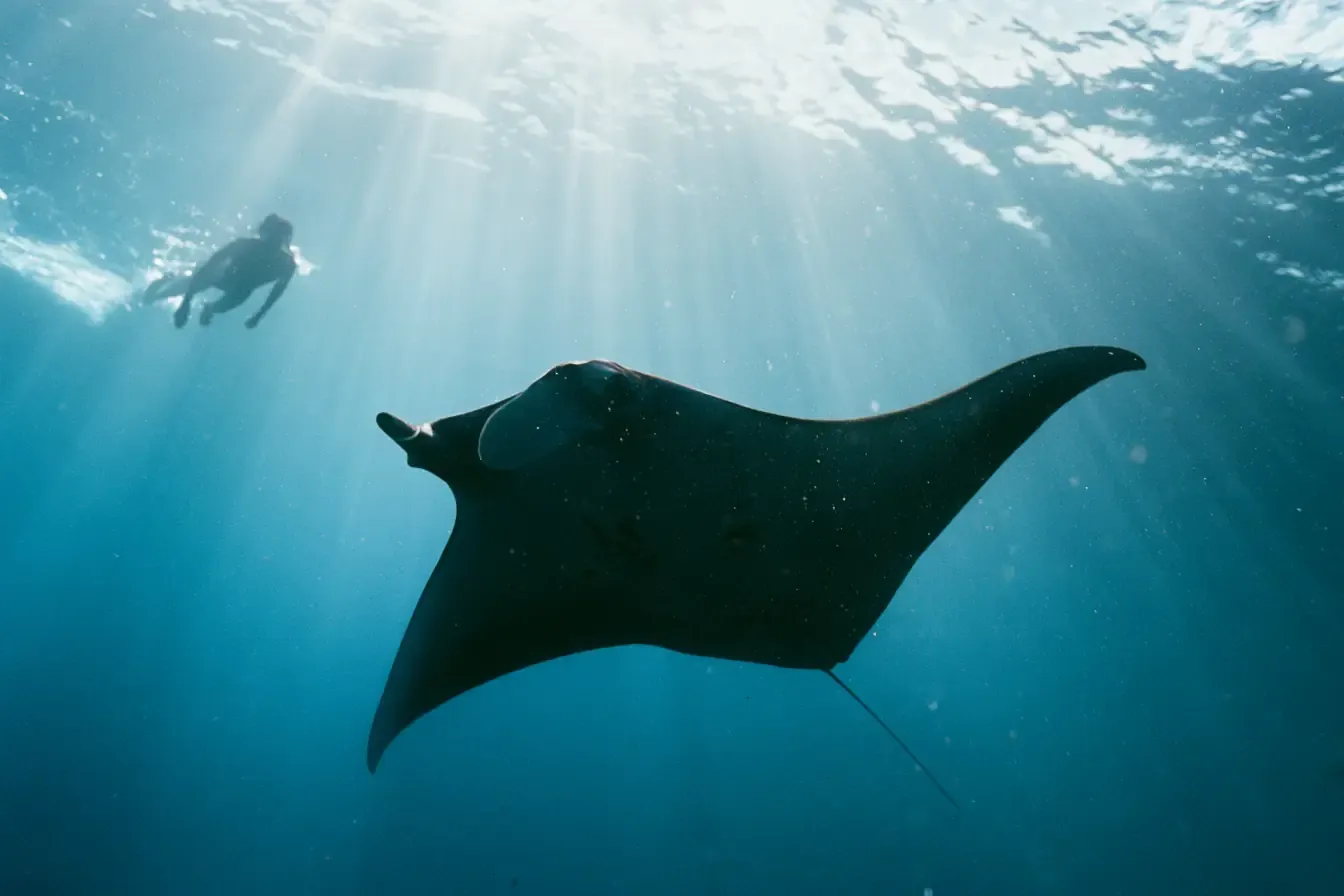 Une raie manta dans l’atoll de Baa.